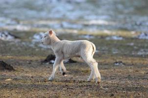 schapen Bij winter tijd foto