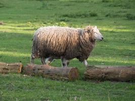 schapen en lammeren foto