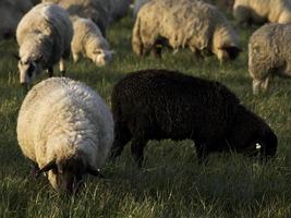 schapen op een weide in duitsland foto