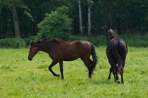 paarden Aan een germa veld- foto