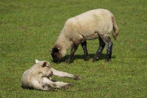 schapen en lammeren foto