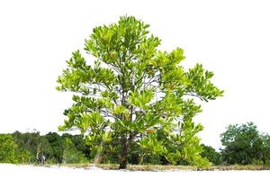 eucalyptus bomen dat toenemen goed in dor gebieden. eucalyptus is een droogte verdraagzaam boom. foto