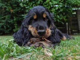 jong cocker spaniel foto