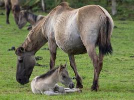breed paarden kudde in Duitsland foto