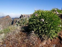 het eiland madeira foto