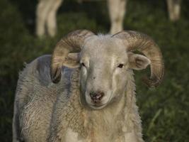 veel schapen in Westfalen foto