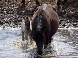 breed paarden kudde in Duitsland foto