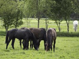 prachtig paarden in Duitsland foto