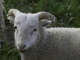 schapen in het duitse münsterland foto