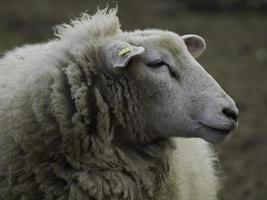 lammeren en schapen in Westfalen foto