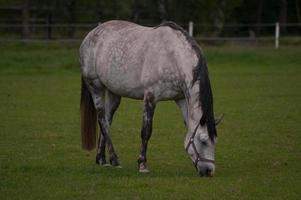 veulens en paarden in Westfalen foto