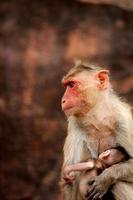 kap makaak aap met baby in badami fort. foto