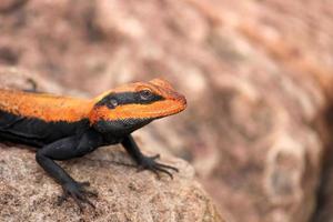 mannetje schiereiland rots agama hagedis. foto