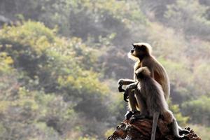 grijs langur aap met een baby. foto