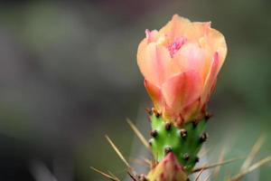 stekelig Peer bloem met kopiëren ruimte. foto