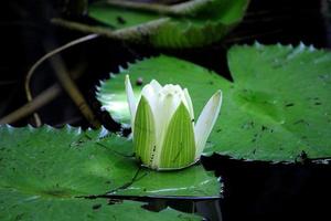 water lelie bloem in de vijver. foto