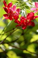 Rangoon klimplant bloemen met kopiëren ruimte. foto