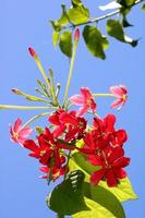 Rangoon klimplant bloemen met kopiëren ruimte. foto