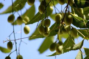 neem fruit hangende Aan de boom. foto