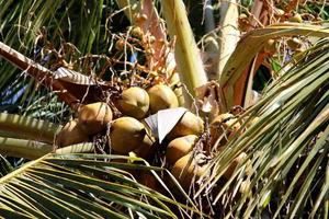 kokosnoten zijn hangende Aan een boom. foto