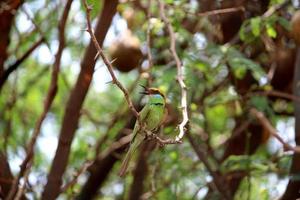 Aziatisch groen bij eter vogel foto