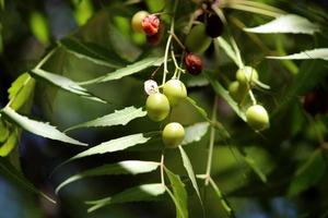 neem fruit hangende Aan de boom. foto