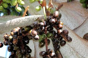 bismarckia nobilis palm fruit hangende Aan een boom. foto