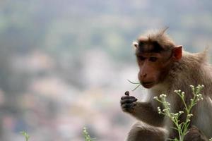 kap makaak aap met kopieerruimte. foto