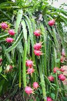 pitahaya plantage draak fruit in Thailand in de zomer, draak fruit Aan de draak fruit boom aan het wachten voor de oogst in de landbouw boerderij Bij Aziatisch foto