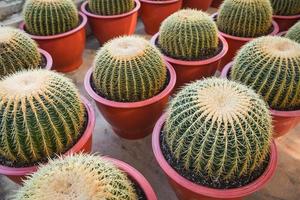 huis tuinieren en decoreren binnen- kas omgevingen geheim tuinen instellingen cactus pot sier- planten tuinieren en groen foto