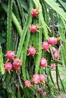 pitahaya plantage draak fruit in Thailand in de zomer, draak fruit Aan de draak fruit boom aan het wachten voor de oogst in de landbouw boerderij Bij Aziatisch foto