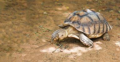 Afrikaanse aangespoord schildpad - dichtbij omhoog schildpad wandelen foto