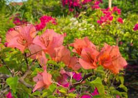 bloeiend bougainvillea bloemen achtergrond. helder bougainvillea bloemen net zo een bloemen achtergrond. foto