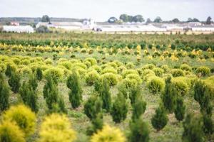 rijen jonge coniferen in kas met veel planten op plantage foto