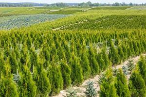 rijen jonge coniferen in kas met veel planten op plantage foto