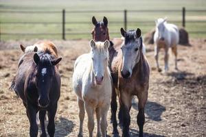 enorme kudde paarden in het veld. Wit-Russisch trekpaardras. symbool van vrijheid en onafhankelijkheid foto