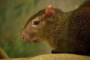 dichtbij omhoog met een Braziliaans agouti's kant profiel foto