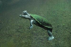 Australisch slang nek schildpad met een groen bemost schelp foto