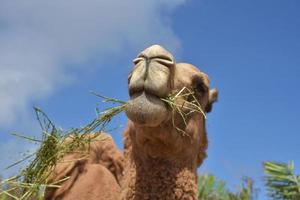 op zoek direct in de gezicht van een kauwen kameel foto