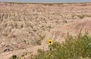 bloeiend wild zonnebloem in de robuust badlands foto