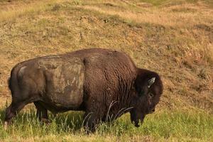 groot Amerikaans buffel meanderend langs in hoog gras foto