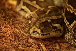 een opgerold Birmees Python Aan hout chips foto