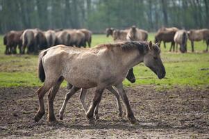 wilde paarden in Westfalen foto