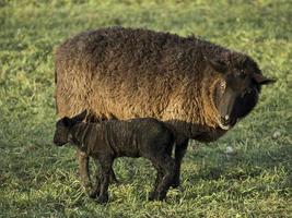 schapen op een weide in duitsland foto