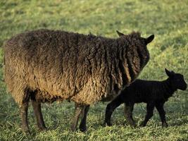 schapen op een weide in duitsland foto