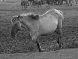 wilde paarden in duitsland foto