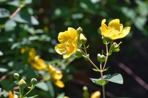 tuin met bloeiend st Johns wort bloemen foto