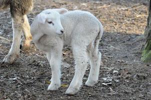 schapen Bij winter tijd foto