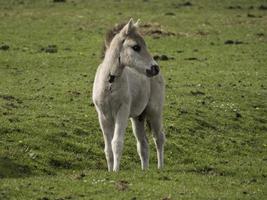 wild veulens in Duitsland foto