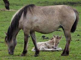 breed paarden kudde in Duitsland foto